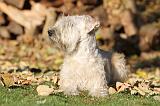 IRISH WHEATEN TERRIER 014